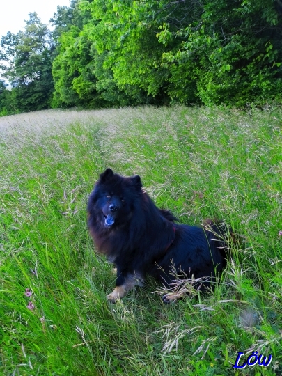 22.4.2025 - Die Autobahnwiesen